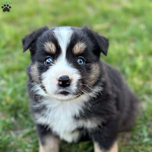 Daisy, Miniature Australian Shepherd Puppy